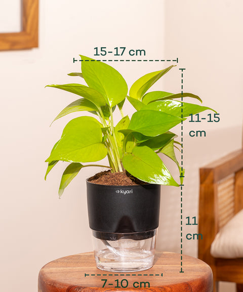 Golden Money Plant - BYOB Exclusive