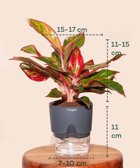 Aglaonema Lipstick Plant With Self Watering Pot