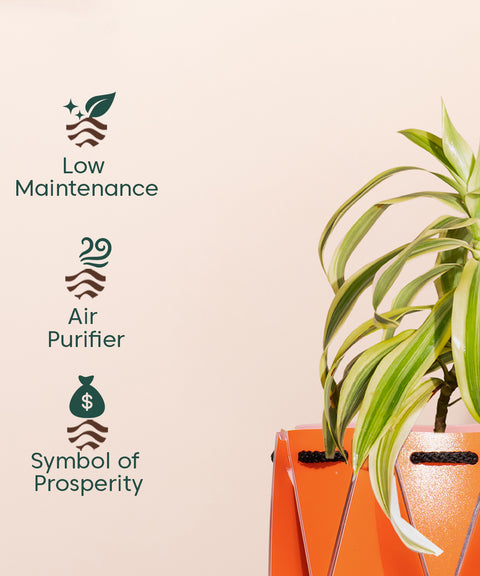 Song Of India Plant With Repot