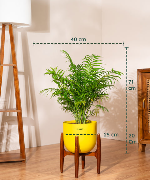 Areca Palm Plant With Self Watering Pot