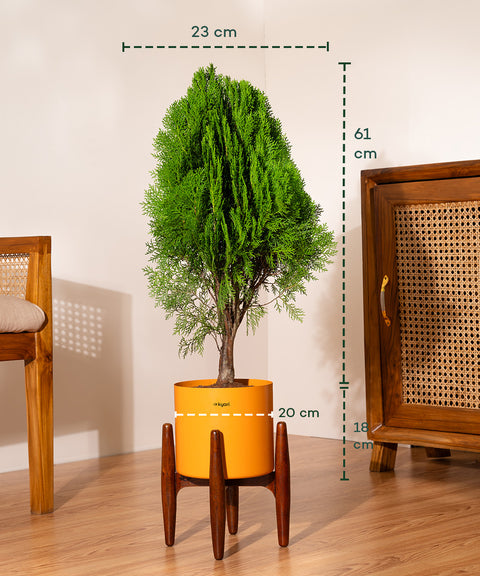 Thuja Plant with Large Self Watering Pot