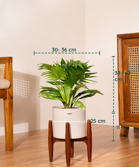 China Palm with  Metal Self Watering Pot