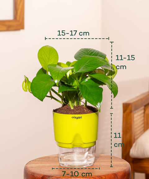 Golden Money Plant With Self Watering Pot