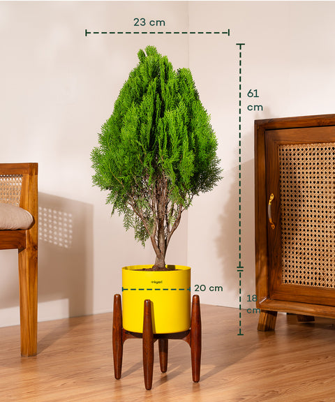 Thuja Plant with Large Self Watering Pot