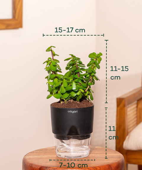 lucky plant succulent Shop Lucky Indoor Jade Plant (Crassula Ovata)-Jade Tree – Kyari.co