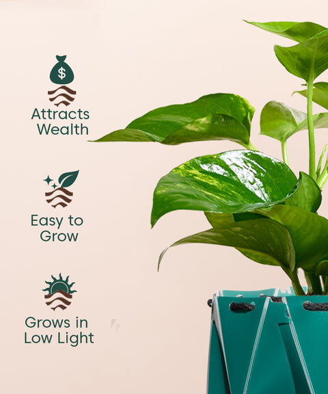 Money Variegated Plant With Repot