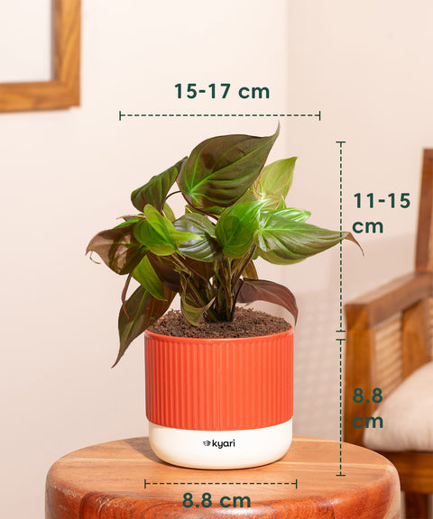Philodendron Micans Plant With Mylo planter