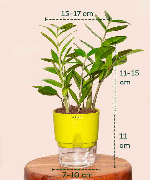 Zamia Green - ZZ Plant With Self Watering Pot