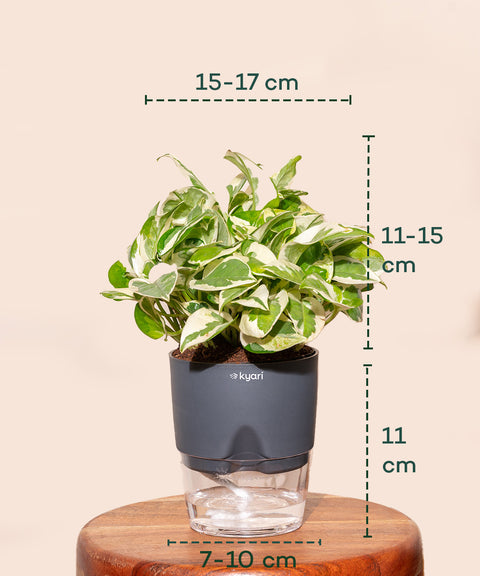 Money N'Joy Plant With Self Watering Pot