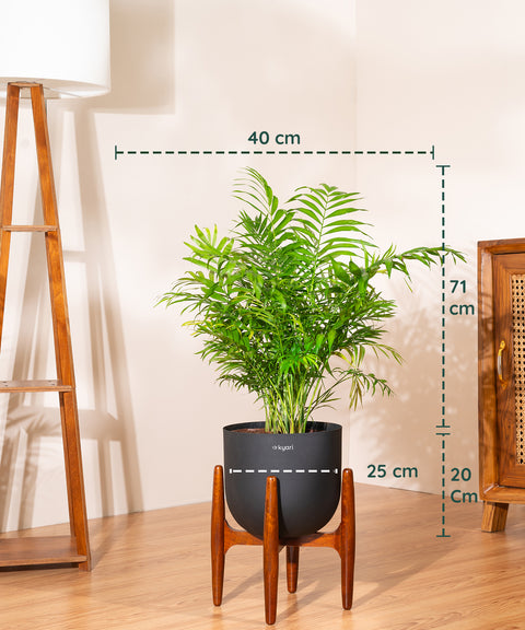 Areca Palm Plant With Self Watering Pot