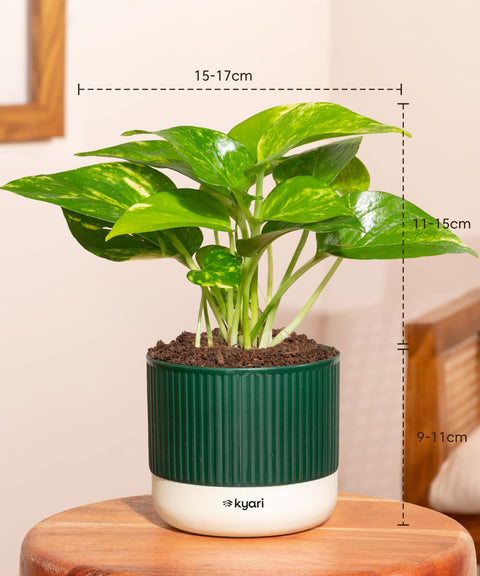 Set of 5 Mylo -Lucky Jade, Money Variegated, Peace Lily, Golden Hahnii Snake, Aglaonema Lipstick