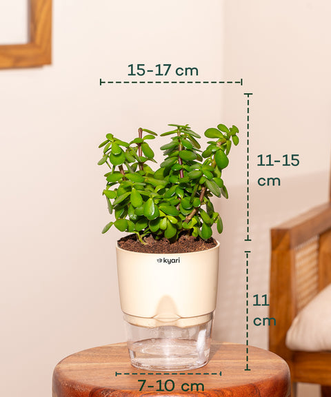Lucky jade plant with self watering pot - BYOB