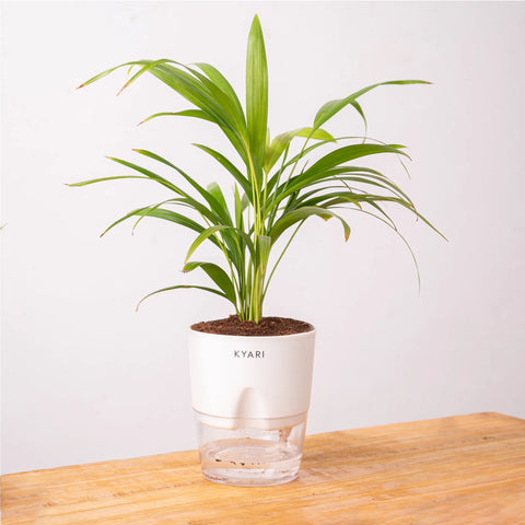 Areca Palm Plant