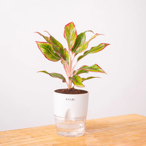 Aglaonema Lipstick Plant