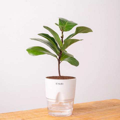 Fiddle Fig Plant - BYOB