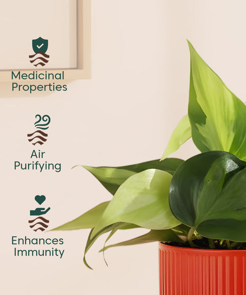 Philodendron Oxycardium Variegated Plant With Mylo Planter