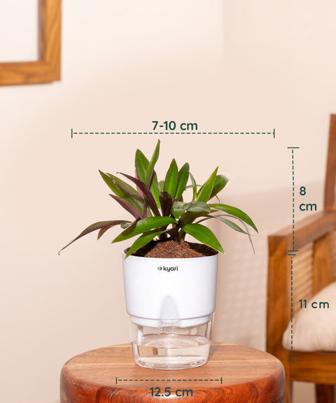 Set of 4 - Aglaonema Snow White, Dracaena Compacta, Rhoeo Tricolor & Lucky Jade Plants