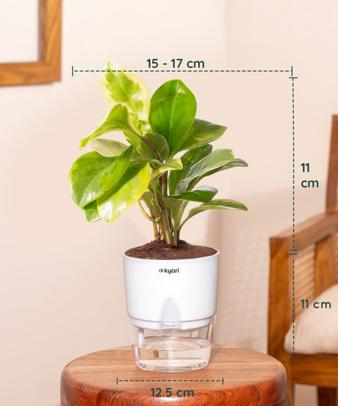 Set of 4 - Peperomia Green, Lucky Jade, Golden Hahnii Snake & Money Variegated Plant