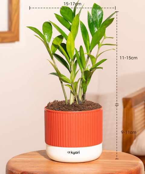 Set of 4 Mylo -Zamia Green, Aralia Green, Peace Lily, Golden Money