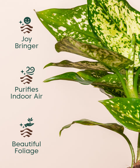 snow white plant indoor Aglaonema Snow White Plant With Self Watering Pot