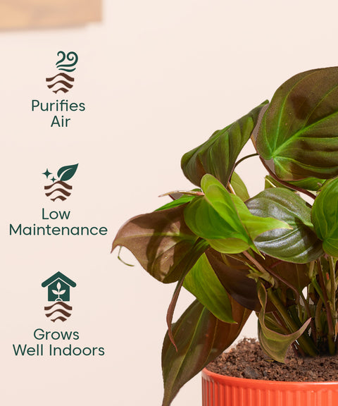 Philodendron Micans Plant With Mylo planter
