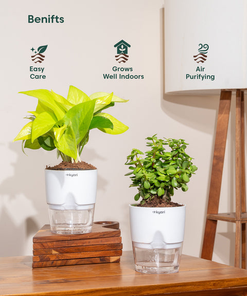 jade plant purify air Vastu Friendly Indoor Plant Combo – Set of 2