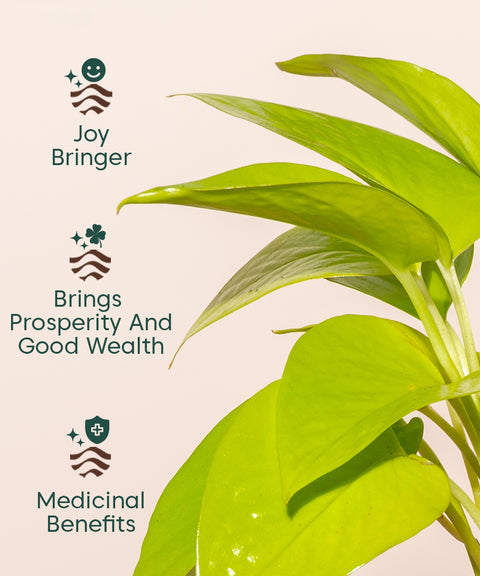 Golden Money Plant - BYOB Exclusive