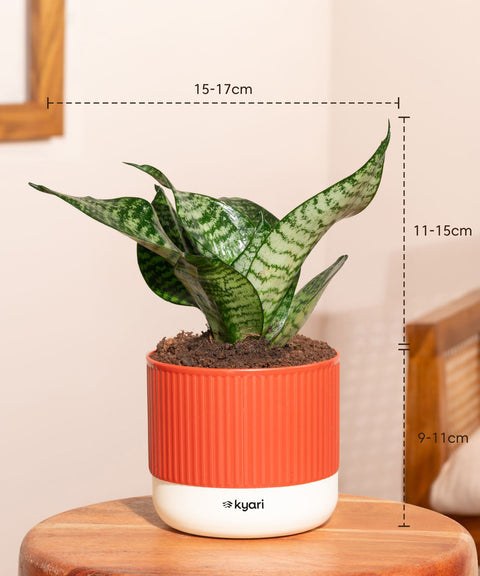 Set of 5 Mylo -Green Snake, Golden Hahnii Snake, Lucky Jade, Daracena Compacta, Peace Lily