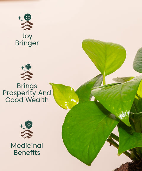 pothos money plant benefits Golden Money Plant With Self Watering Pot