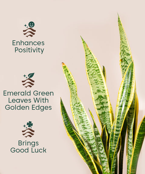 emerald snake plant Golden Hahnii Snake Plant with Zen Planter – Kyari.co