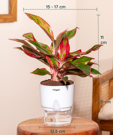 Decorative Plant Combo – Set of 3