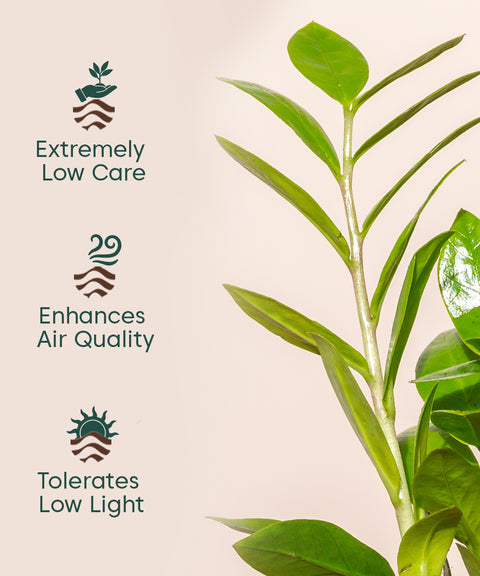zz plant flower benefits Zz Plant Online - Zamioculcas Zamiifolia Plant in India