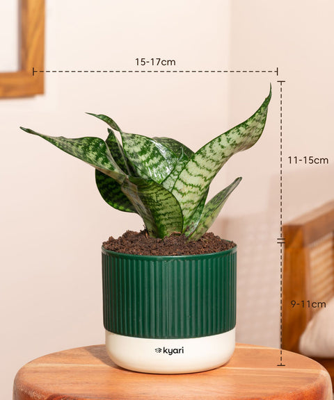 Set of 5 Mylo -Song of India, Money Variegated, Zamia Green, Green Snake, Lucky Jade