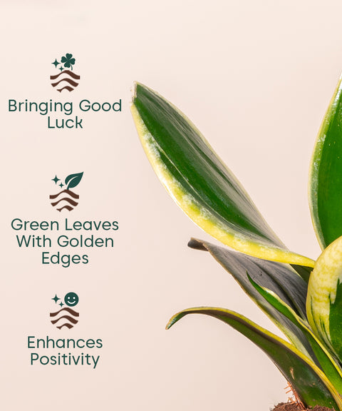 green vs golden snake plant Golden Hahnii Snake Plant With Self Watering Pot