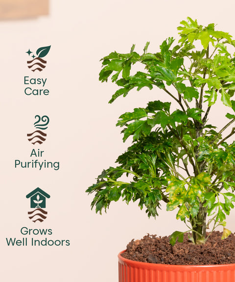 Aralia Green Plant With Mylo Planter