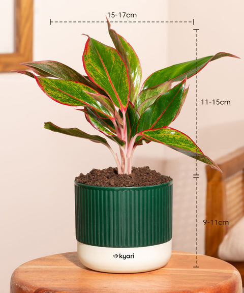 lipstick jade plant Set of 4 Mylo -Lucky Bamboo, Money Variegated, Golden Money, Aglaonema Lipstick