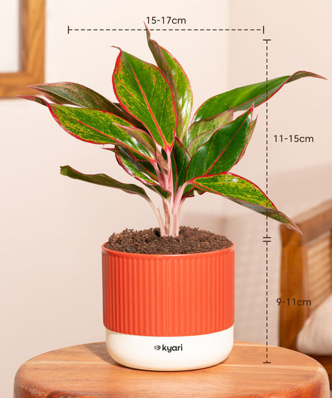 Set of 4 Mylo -Lucky Bamboo, Money Variegated, Golden Money, Aglaonema Lipstick