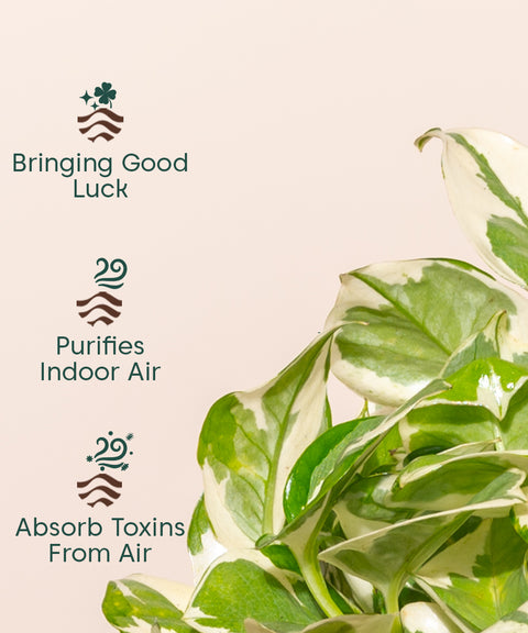 money plant n'joy Buy Money Plant N'Joy Online