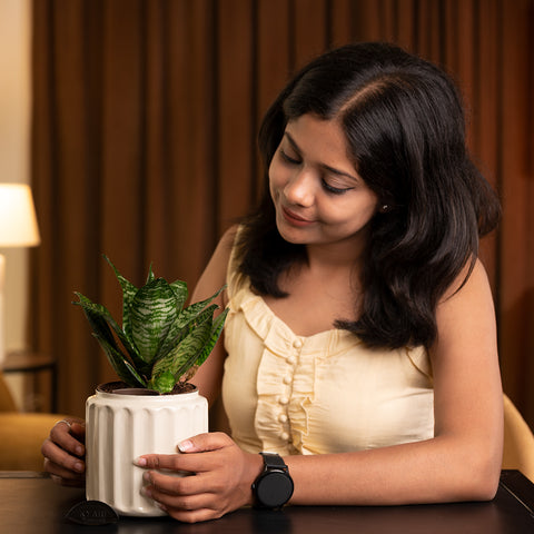 Green Snake Plant with Medium Metal Self Watering Pot