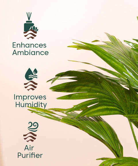 china palm plant benefits China Palm with Metal Self Watering Pot