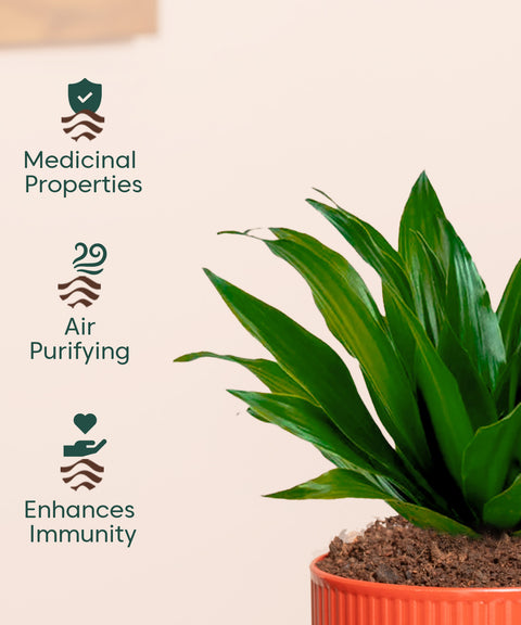 Dracaena Compacta Plant With Mylo Planter