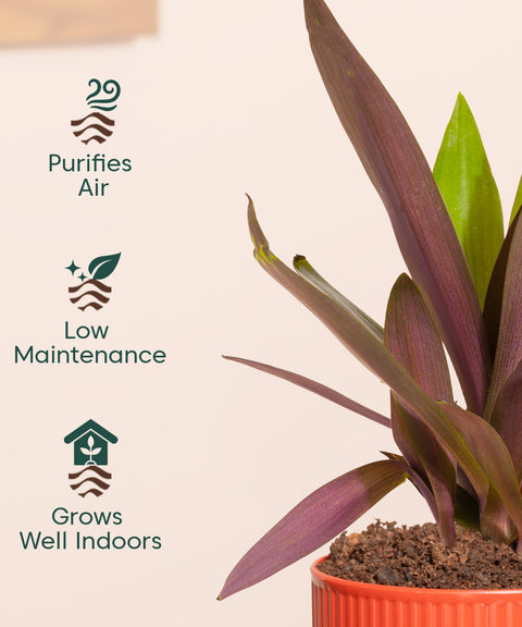 Rhoeo Tricolor Plant With Mylo Planter