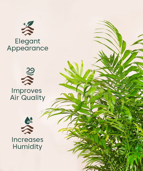 Bamboo Palm Plant with Large Metal Self Watering Pot