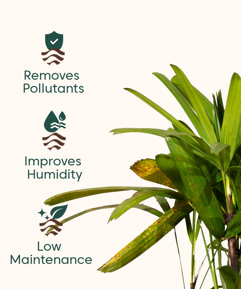 China Palm with  Metal Self Watering Pot