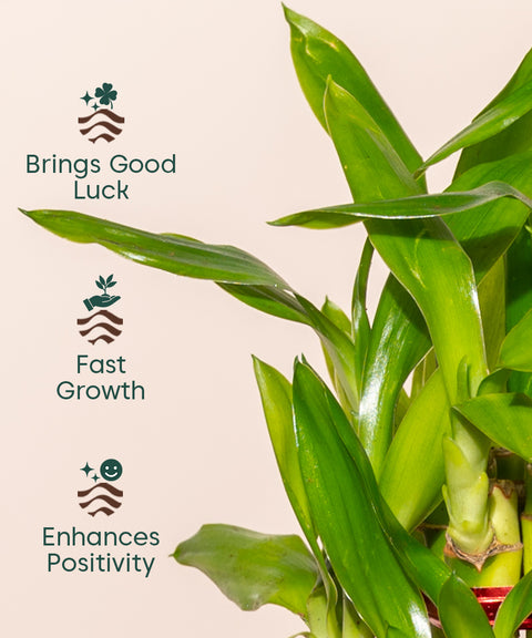 types of lucky bamboo plants Lucky Bamboo Plant With Self Watering Pot
