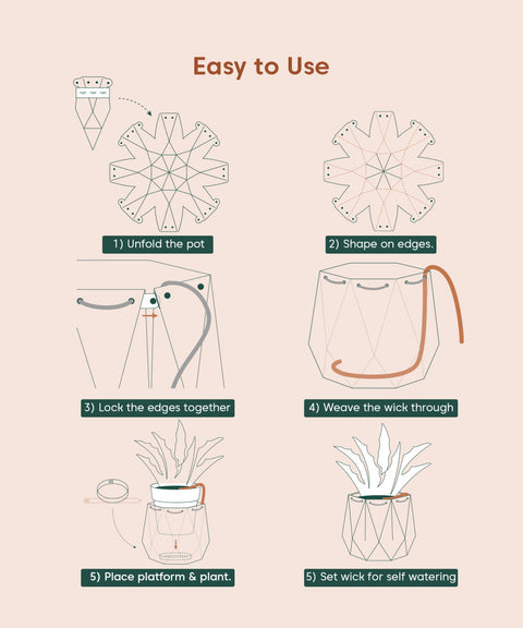 Song Of India Plant With Repot