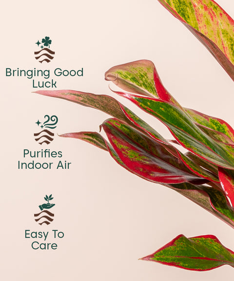 aglaonema red lipstick price Buy Aglaonema Red Lipstick Plant Online in India