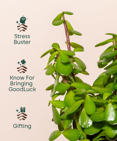 Lucky jade plant with self watering pot - BYOB