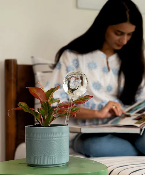 Plant Watering Globe