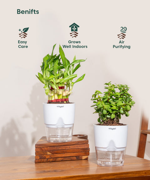 lucky bamboo purify air Shop Lucky Indoor Jade Plant (Crassula Ovata)-Jade Tree – Kyari.co